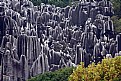 Picture Title - Stone Forest