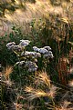 Picture Title - Splendor in the Grass
