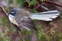 Picture Title - Fantail