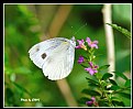 Picture Title - Butterfly_21