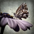 Picture Title - Little butterfly