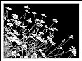 Picture Title - IR flowers 1