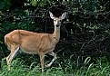 Picture Title - Bambi