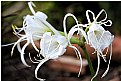 Picture Title - Spider Lily