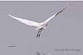 Picture Title - Great Egret