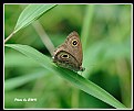 Picture Title - Butterfly_22