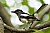 Oriental Magpie Robin (female)