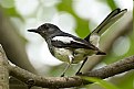 Picture Title - Oriental Magpie Robin (female)