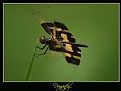 Picture Title - Dragonfly