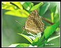 Picture Title - Butterfly_23