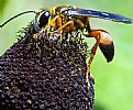 Picture Title - Buzzzzzz