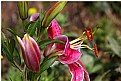 Picture Title - Tiger Lily