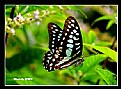 Picture Title - Butterfly_24