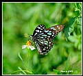 Picture Title - Butterfly_25