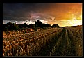 Picture Title - Sundown Corn