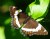 White Admiral