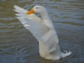 Picture Title - pekin duck