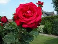 Picture Title - Red rose