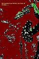Picture Title - Madness # 6