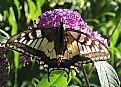 Picture Title - Tiger Swallowtail Butterfly