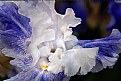 Picture Title - Blue & White Iris