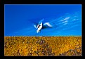 Picture Title - Flight of the Gull