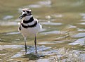 Picture Title - KILLDEER