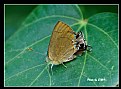 Picture Title - Butterfly_29