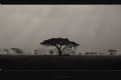Picture Title - [ tree in rain ]