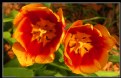 Picture Title - TULIPS 2