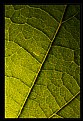 Picture Title - Living Leaf