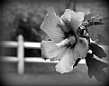 Picture Title - Victorian Park