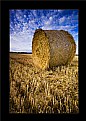 Picture Title - Harvest