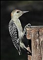 Picture Title - Woodpecker