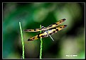 Picture Title - Dragonfly_5