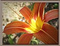 Picture Title - Heart of Lilium-for Vehbi