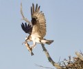 Picture Title - Osprey