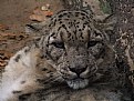 Picture Title - Snow leopard