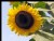 SUNFLOWER 2