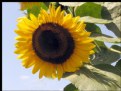 Picture Title - SUNFLOWER 2