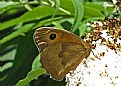 Picture Title - Brown Butterfly