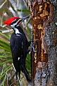 Picture Title - woodPecker