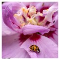 Picture Title - Hibiscus Friend