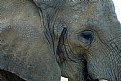 Picture Title - Elephant