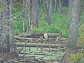 Picture Title - Juvenile Wood Stork and Duck