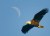 Eagle and Moon