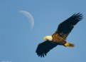 Picture Title - Eagle and Moon