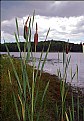 Picture Title - Cat Tails