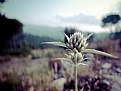 Picture Title - Mountains in Bloom