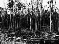 Picture Title - Four Holes